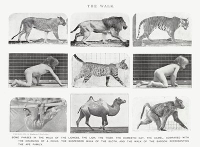 Eadweard Muybridge: The Walk (s/h foto) af Eadweard Muybridge