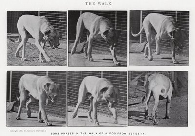Eadweard Muybridge: The Walk (s/h foto) af Eadweard Muybridge