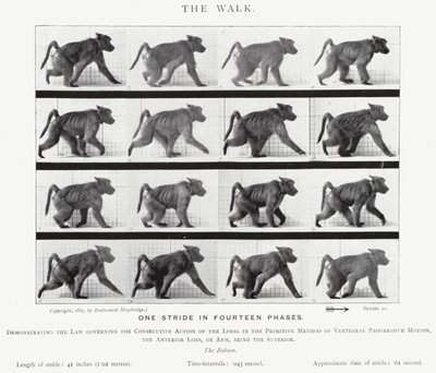 Eadweard Muybridge: The Walk (s/h foto) af Eadweard Muybridge