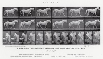 Eadweard Muybridge: The Walk (s/h foto) af Eadweard Muybridge