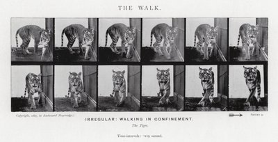 Eadweard Muybridge: The Walk (s/h foto) af Eadweard Muybridge