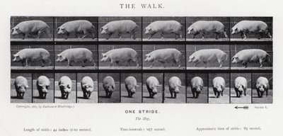 Eadweard Muybridge: The Walk af Eadweard Muybridge