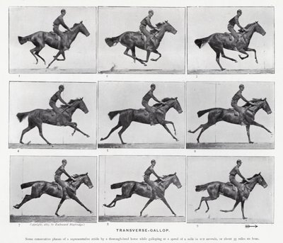 Eadweard Muybridge: Transverse-Gallop (s/h foto) af Eadweard Muybridge