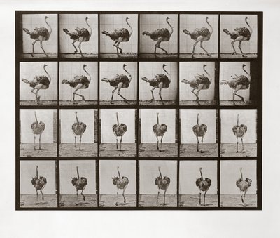 Strudseløb, plade 772 fra Animal Locomotion, 1887 af Eadweard Muybridge