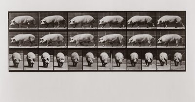 Pig walking, plade 673 fra Animal Locomotion, 1887 af Eadweard Muybridge