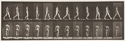 Tavle 2. Vandrende, 1872-1885 af Eadweard Muybridge