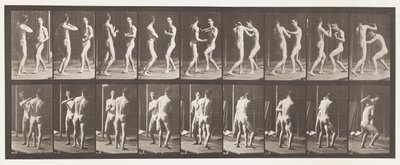 Tavle 339. Boksning; Åben hånd af Eadweard Muybridge