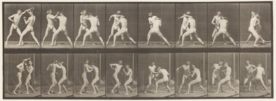 Tavle 342. Boksning; Åben hånd, 1872-1885 af Eadweard Muybridge