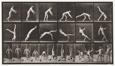 Plade 365. Hovedfjeder, En flyvende due, der forstyrrer af Eadweard Muybridge