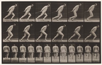 Tavle 392. Slæber en haverulle, 1872-1885 af Eadweard Muybridge