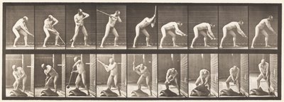 Tallerken 396. Dunkende med en Mallet af Eadweard Muybridge