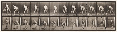 Plade 398. Løfter en spand vand til tom, 1872-1885 af Eadweard Muybridge