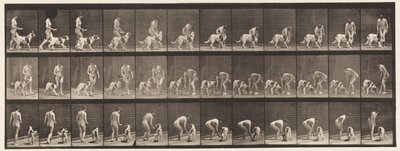 Tallerken 449. At fodre en hund af Eadweard Muybridge