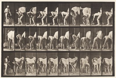 Tavle 508. Skoning af en hest af Eadweard Muybridge