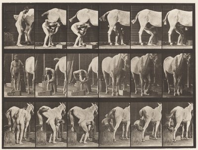 Tavle 509. Skoning af en hest af Eadweard Muybridge
