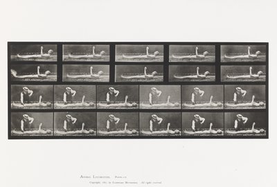 Plade 556.Lokal Chorea; A, B, mens du ligger af Eadweard Muybridge