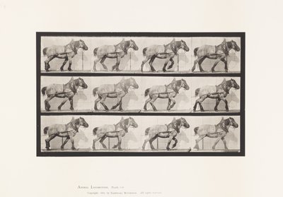 Plade 565.Hauling;Mørkegrå Belgisk Heste Dusel af Eadweard Muybridge