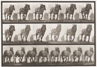 Plade 566.Hauling;Mørkegrå belgisk hestedusel, 1885 af Eadweard Muybridge