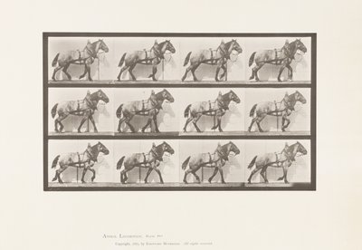 Plade 567.Hauling;Dark-Gray Belgian Horse Billy, 1885 af Eadweard Muybridge