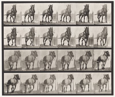 Tavle 568. Hauling;Mørkegrå belgisk hest Billy af Eadweard Muybridge