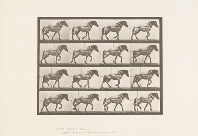 Plade 569.Hauling;Mørkegrå belgisk hest Hansel, 1885 af Eadweard Muybridge