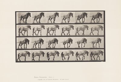 Plade 570.Hauling;Mørkegrå belgisk hest Hansel, 1885 af Eadweard Muybridge