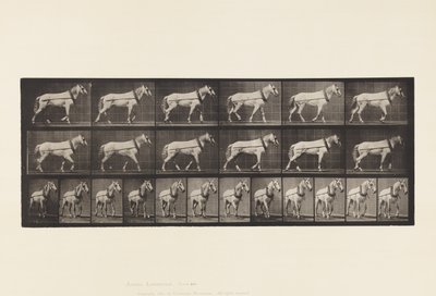 Plade 571.Hauling;Lysgrå Hoppe Johnson, 1885 af Eadweard Muybridge