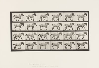 Tavle 574.Gående; Ledig; Mørkegrå belgisk hest Hansel, 1885 af Eadweard Muybridge