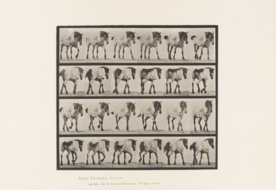 Tavle 575.Gående; Ledig; Mørkegrå belgisk hest Hansel, 1885 af Eadweard Muybridge