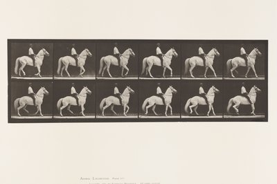 Tavle 577.Gående; Sadel; Uregelmæssig; White Horse Clinton, 1885 af Eadweard Muybridge