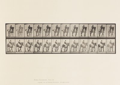 Tavle 578.Gående; Bar Ryg; Mørkegrå belgisk hestedusel af Eadweard Muybridge