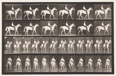 Tavle 579.Gående; Sadel; White Horse Elberon, 1885 af Eadweard Muybridge
