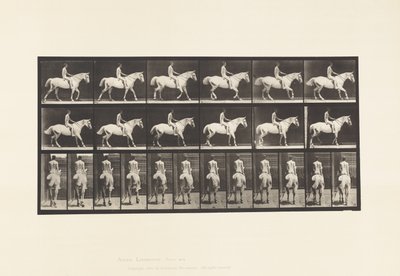 Plade 582. Gang;Sadel; Rytter, 43, Nøgen; Lysegrå Heste Smith af Eadweard Muybridge
