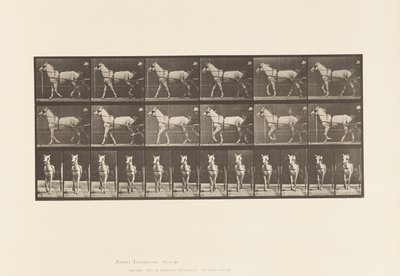 Tallerken 586.Gående; Sulky; Lysegrå Hoppe, Katydid, 1885 af Eadweard Muybridge