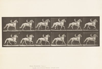 Plade 590.Ambling af Eadweard Muybridge