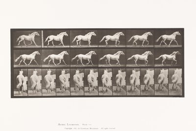 Tallerken 596. Trav; Ledig; Lysegrå Hesteørn af Eadweard Muybridge