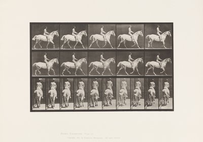 Tallerken 603. Trav; Sadel; Ride, 43, bred, lysegrå hest Smith af Eadweard Muybridge