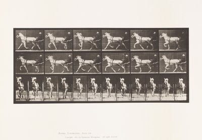 Tallerken 610. Trav; Sulky; Grå Hoppe, Katydid af Eadweard Muybridge