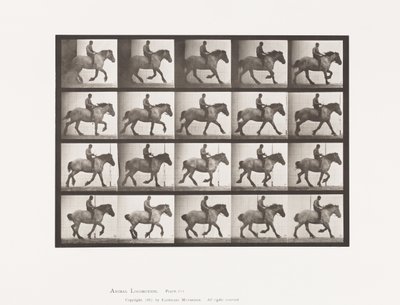 Tavle 615. Galop: Barrygget; Mørkegrå belgisk hest Hansel af Eadweard Muybridge