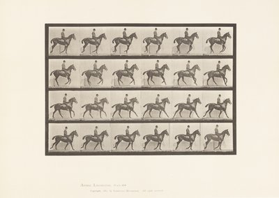 Tavle 616. Galop; Sadel; Bay Horse Daisy af Eadweard Muybridge