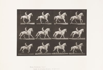 Tavle 617. Galop; Bareback; Rytter, 106, nøgen; White Horse Clinton, 1885 af Eadweard Muybridge