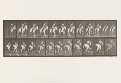 Tallerken 635. Galop; Sadel; Grå Hoppe, Pandora af Eadweard Muybridge