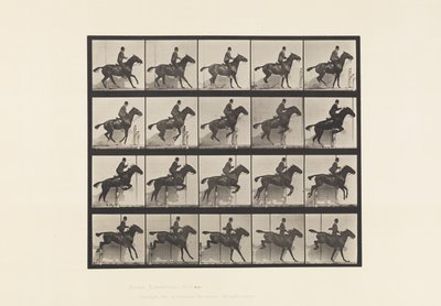 Tavle 638. Springer en Hurdle; Sadel; Bay Horse Daisy af Eadweard Muybridge