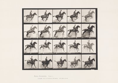 Plade 640. Springer en Hurdle; Sadel; Bay Horse Daisy af Eadweard Muybridge