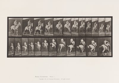 Plade 646. Hoppe en hæk; Sadel; Rytter, 105, Nøgen;, 1885 af Eadweard Muybridge