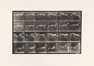 Tavle 648. Springer over tre Heste; A,B; Chestnut Horse Hornet af Eadweard Muybridge