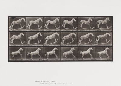 Plade 649.A, Hornet, Rocking; B, ørn, rullende tønde osv. af Eadweard Muybridge