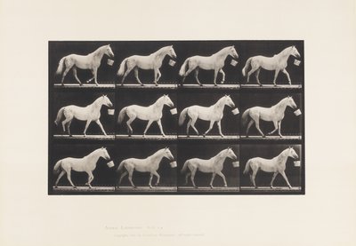 Tallerken 650. Går med en spand i munden; Lysegrå Hest af Eadweard Muybridge