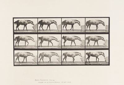 Tallerken 657. Rulning af en Æske; Pony, Lotta af Eadweard Muybridge