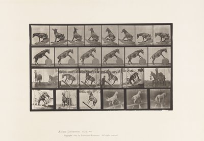 Tallerken 660. Muldyr; Diverse forestillinger Denver af Eadweard Muybridge